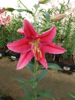 [4337 Rodina VZ No102.JPG]